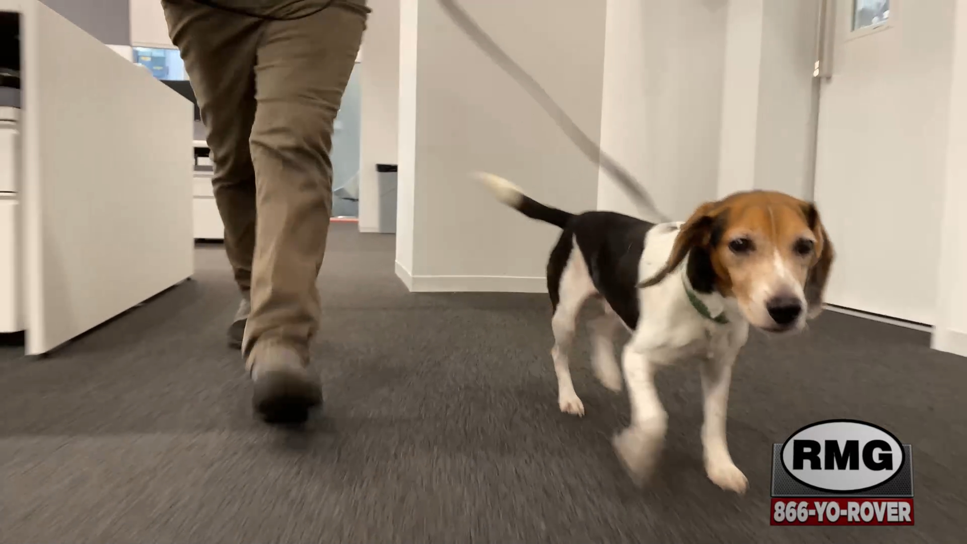 Bed bug sniffing dog inspects the studio Rover's Morning Glory